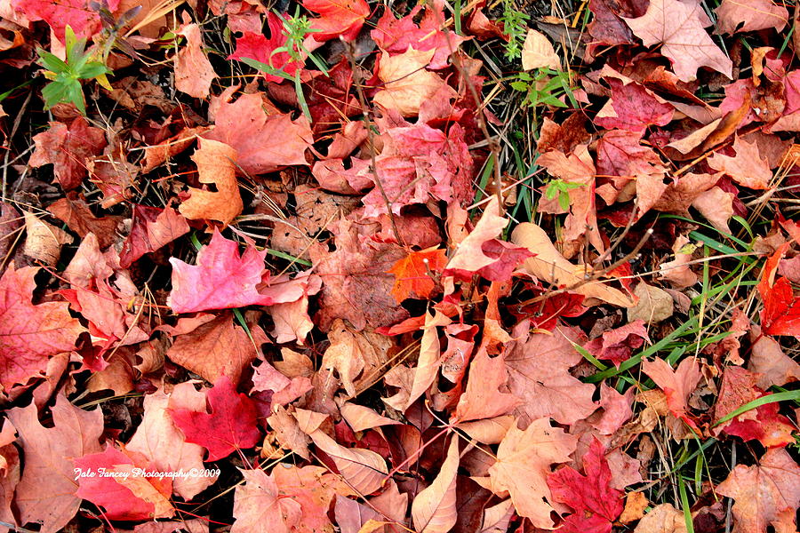 Red Leaves Photograph by Jale Fancey