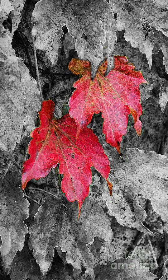 Red Leaves Photograph by Jim And Emily Bush