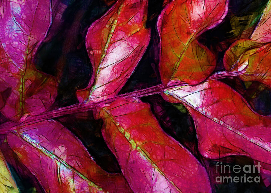 Red Leaves Photograph by Judi Bagwell