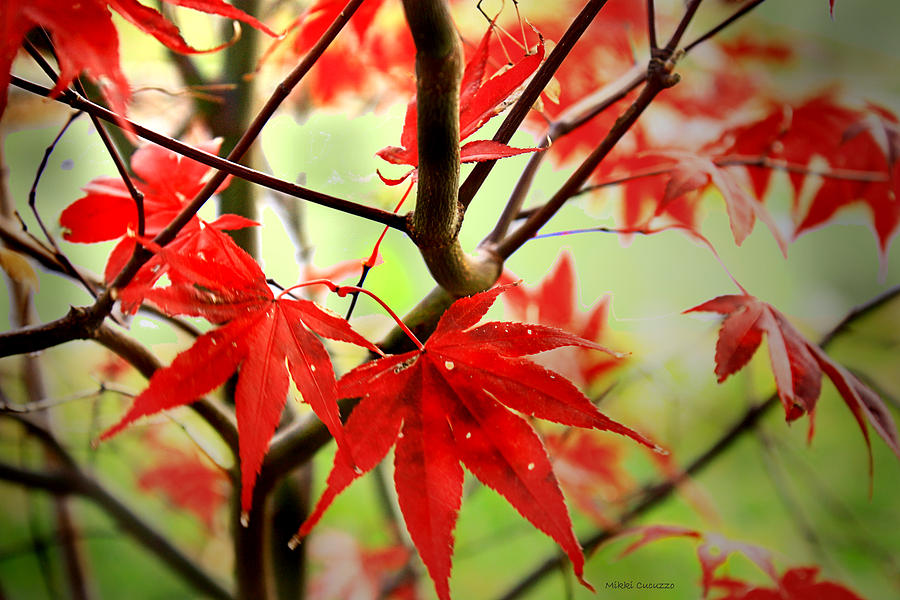 Red Leaves Photograph by Mikki Cucuzzo