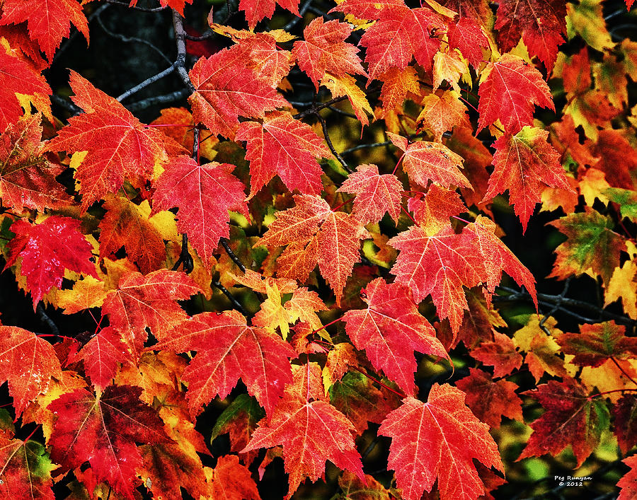 Red Leaves Photograph by Peg Runyan
