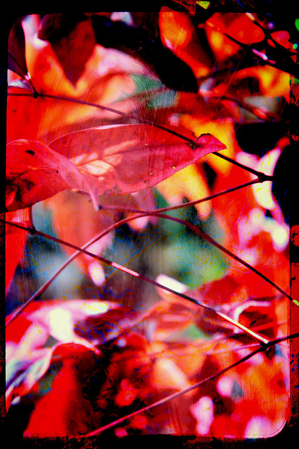 Red Leaves Photograph by Toni Hopper