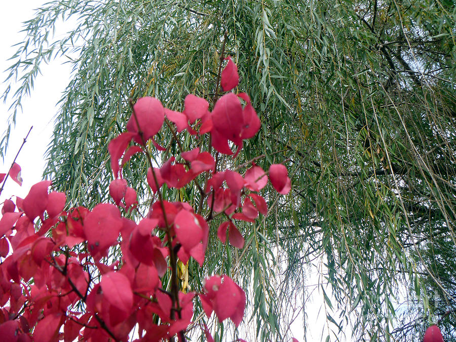 Fall Photograph - Red Leaves With Willow by Alys Caviness-Gober