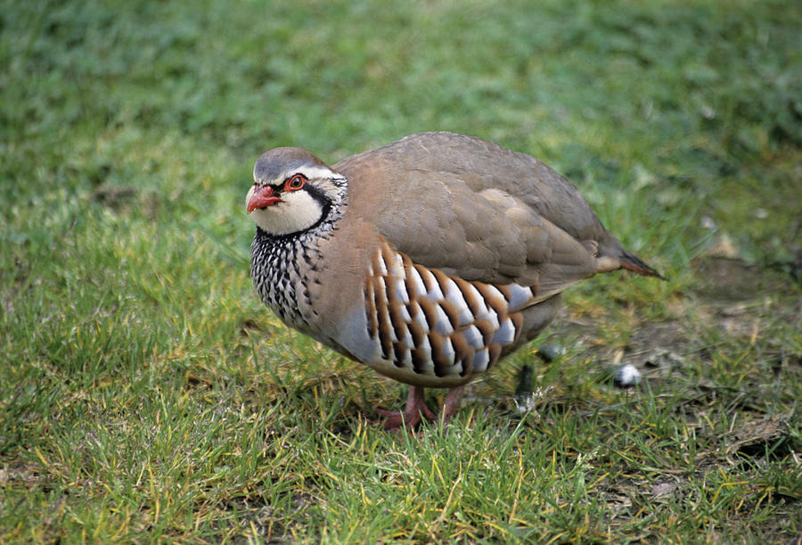 Red-legged Partridge Photograph by David Aubrey - Fine Art America