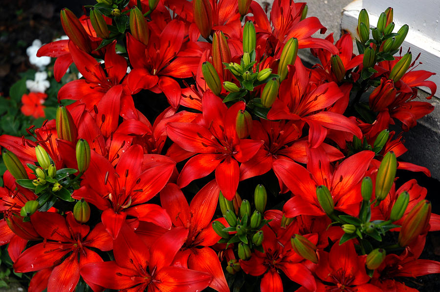 Red Lilies Photograph
