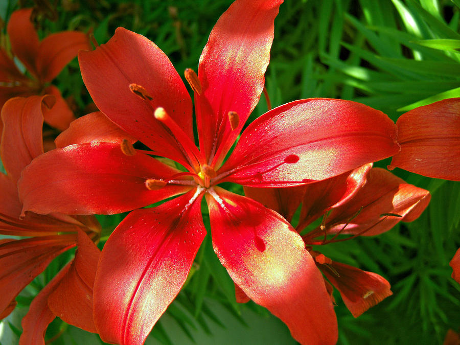 Lily Photograph - Red Lily Blooms in the Garden by Michelle Cruz