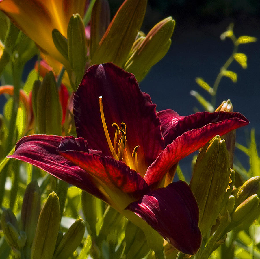 Red Lily Photograph by Michael Friedman