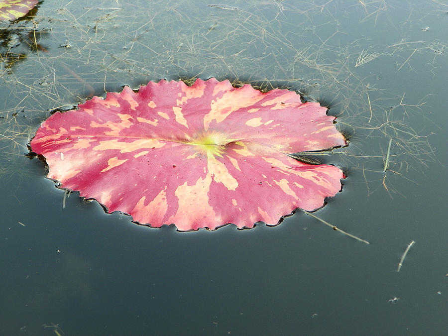 Red lily pad Photograph by Chad and Stacey Hall