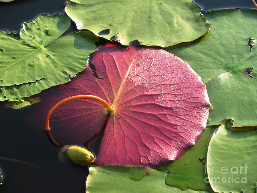 Red Lily Pad Photograph by Lili Feinstein