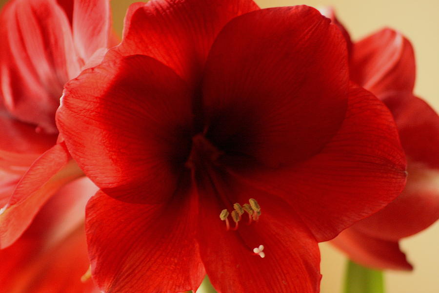 Red Lion Amaryllis Photograph by Christopher J Kirby