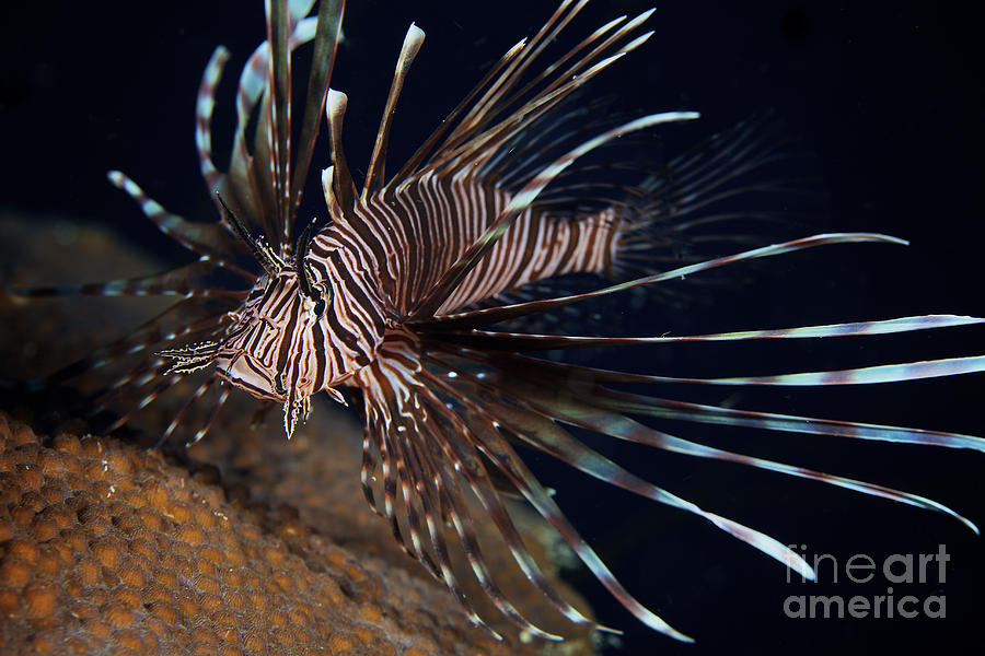 Red Lionfish Flares Its Deadly Spines Photograph