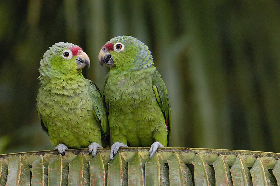 Red-lored Parrot Amazona Autumnalis Photograph by Pete Oxford