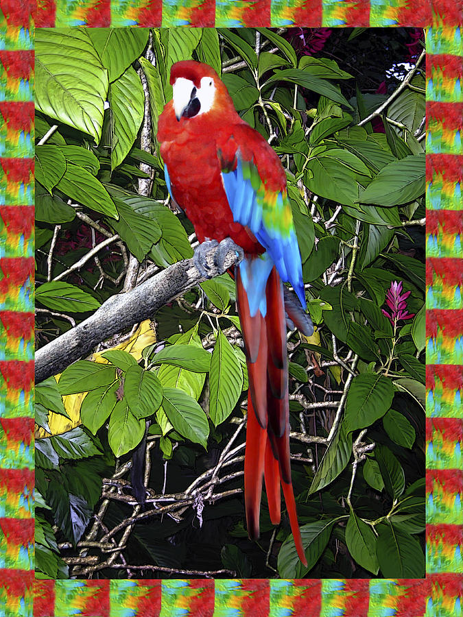 Red Macaw Photograph by Kurt Van Wagner