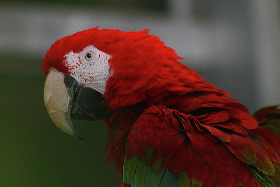 Red Macaw Photograph by Scott Hovind