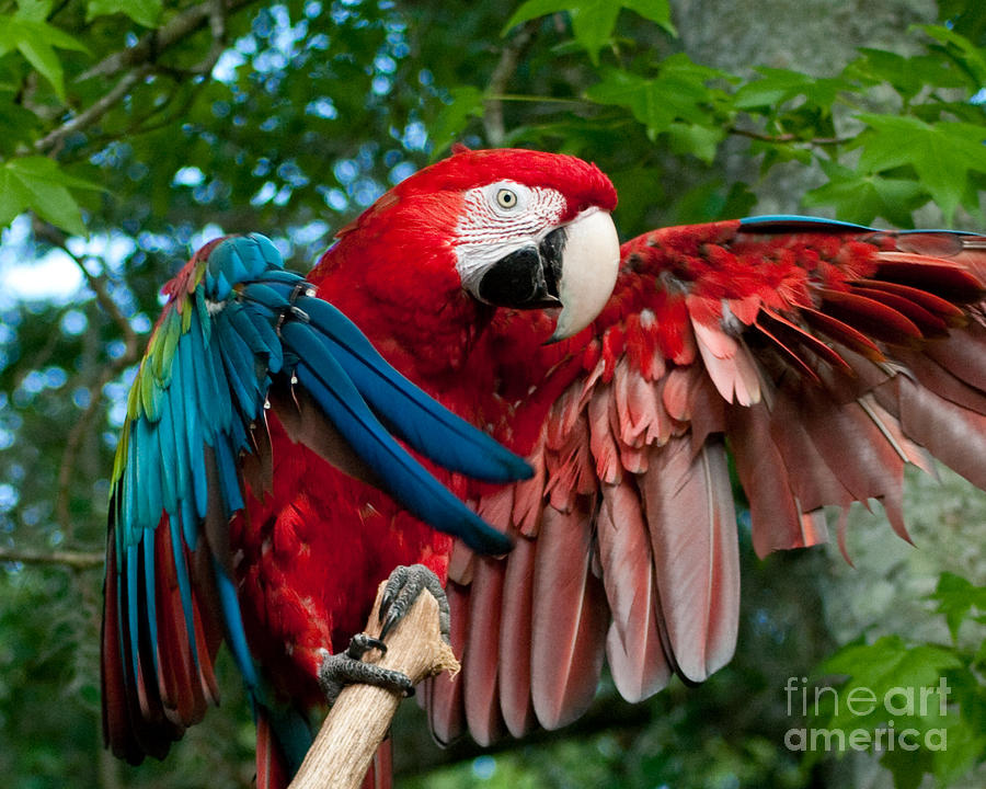 Red Macaw Photograph by Stephen Whalen