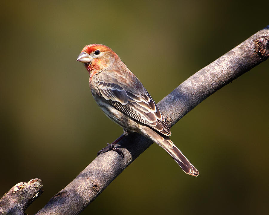 Red Male House Finch Photograph by Bill and Linda Tiepelman