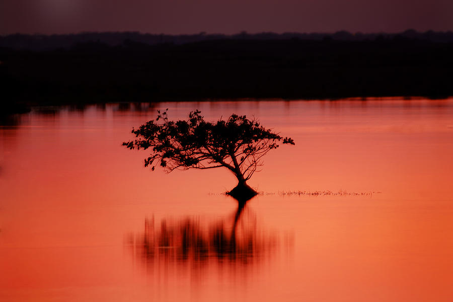 Red Mangrove Sunset X100 Photograph by Rich Franco