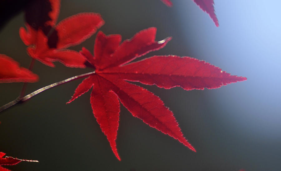 Red Maple  Photograph by Douglas Pike