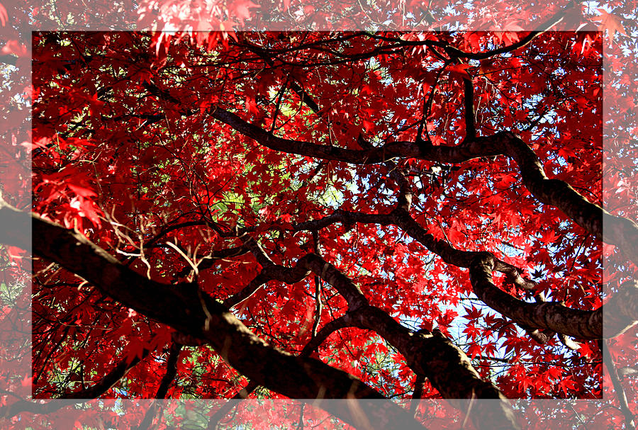 Red maple Photograph by Emanuel Tanjala