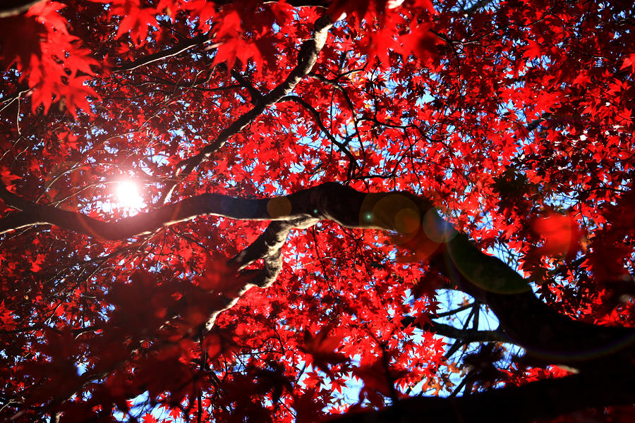 Red maple in fall Photograph by Emanuel Tanjala