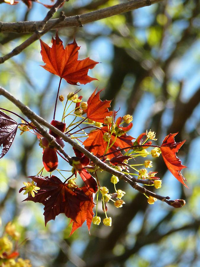 Spring Photograph - Red Maple in Spring by Beth Akerman