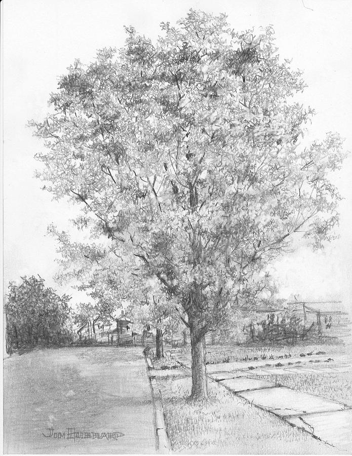 Red Maple Drawing by Jim Hubbard