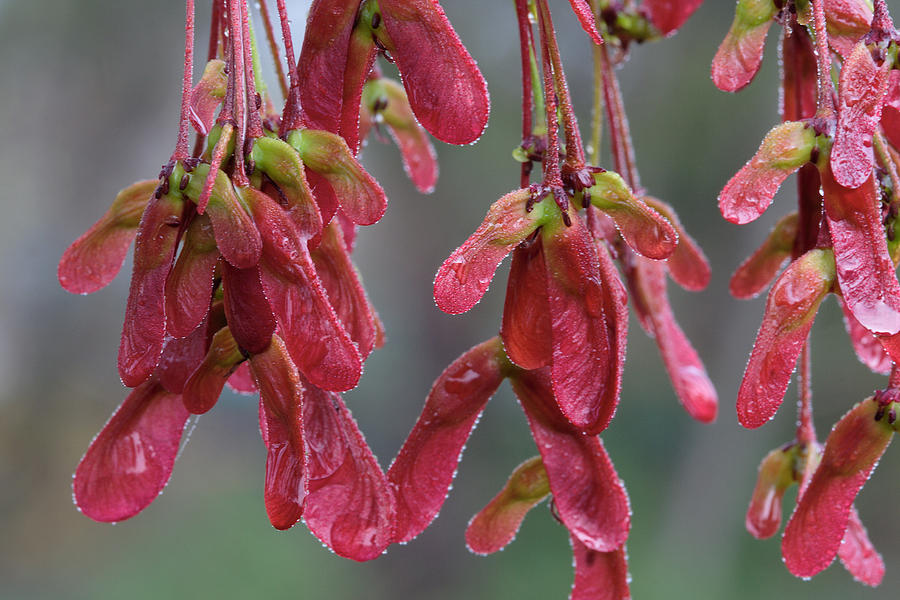 Red Maple Keys With Raindrops Photograph by Daniel Reed