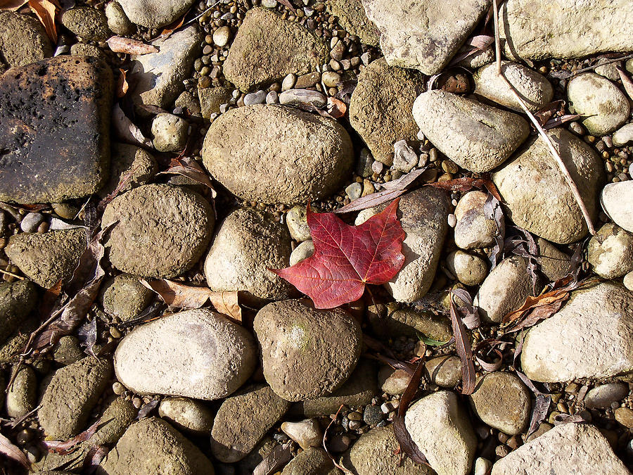 Red Maple Leaf in Rocks Photograph by Corinne Elizabeth Cowherd