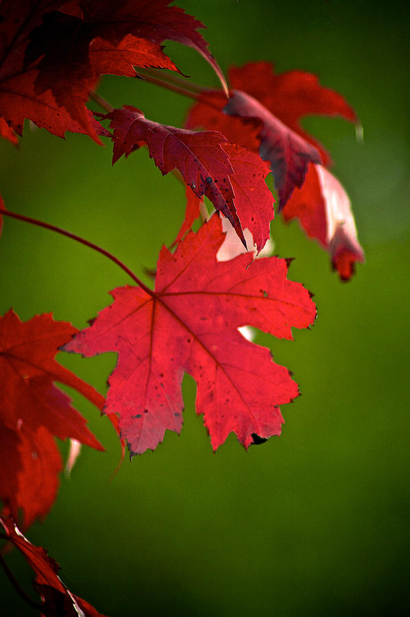 Red Maple Leafs Photograph by Prince Andre Faubert