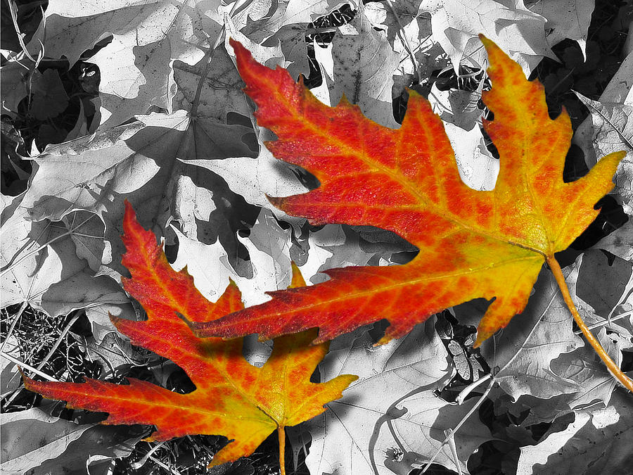Red Maple Leaves Photograph by Mariola Szeliga