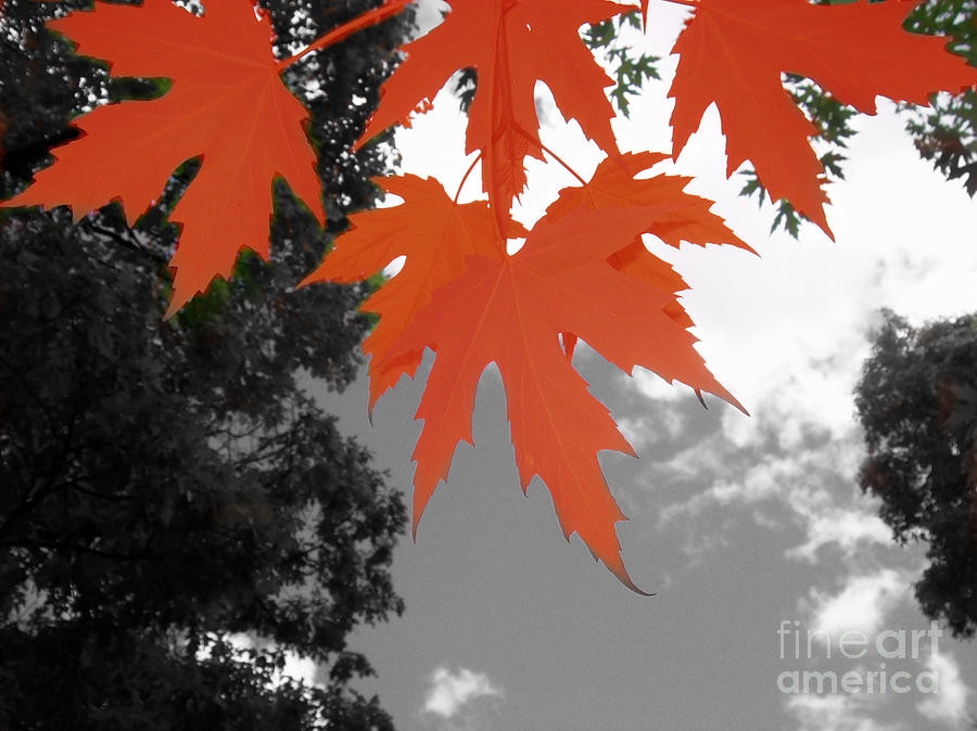 Red Maple Leaves Photograph by Mary Mikawoz
