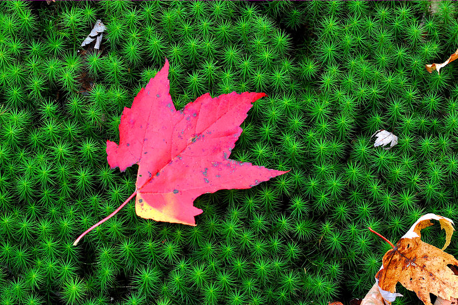 Red Maple on Moss Photograph by Alan Lenk