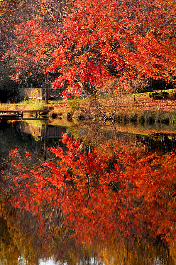 Red maple reflection Photograph by Emanuel Tanjala