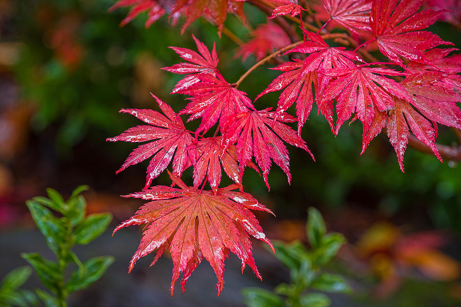 Red Maple Season Photograph by Ken Stanback
