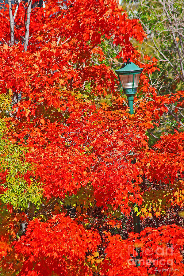 Red Maple Tree and Vintage Lamp Post Photograph by Kenny Bosak