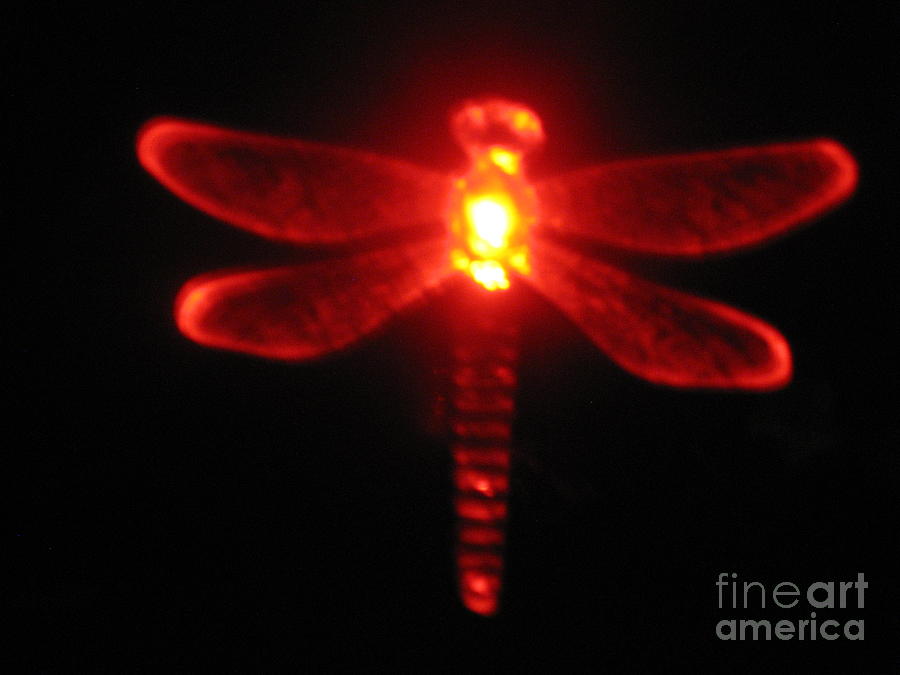 Red Midnight dragonfly Photograph by Christina A Pacillo