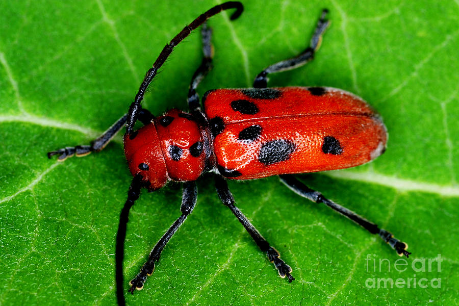 Red Milkweed Beetle Photograph by Ted Kinsman