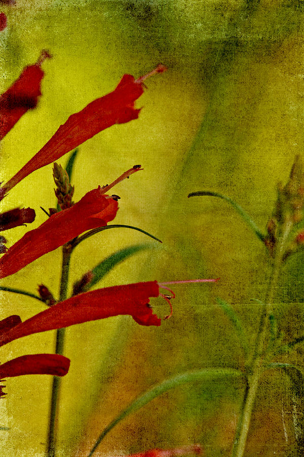 Red Mint Bush Photograph by Bonnie Bruno