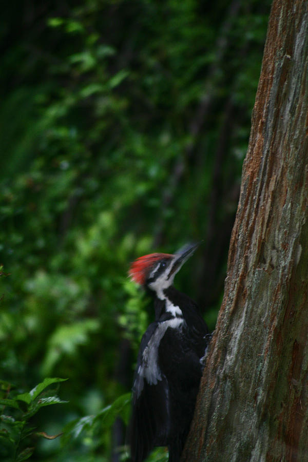 Red Mohawk On Woody  Photograph by Kym Backland