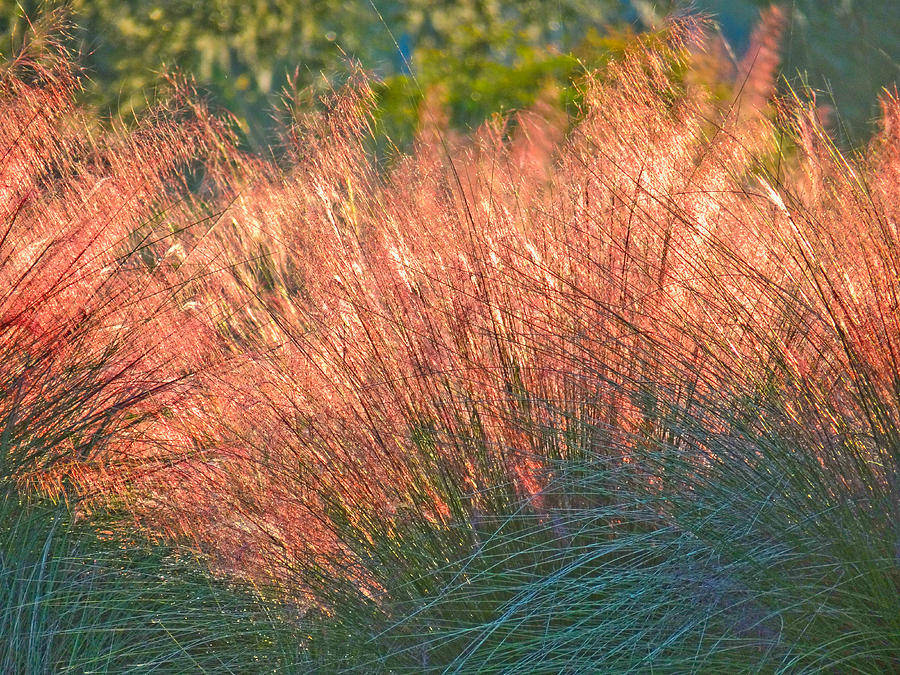 Red  Morning Grass Photograph by Dennis Dugan
