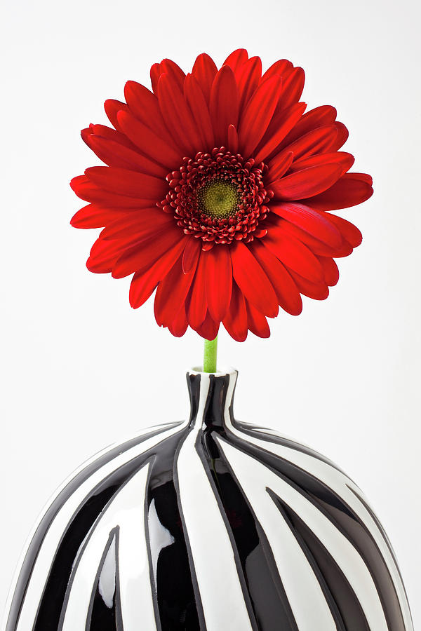 Daisy Photograph - Red mum in striped vase by Garry Gay