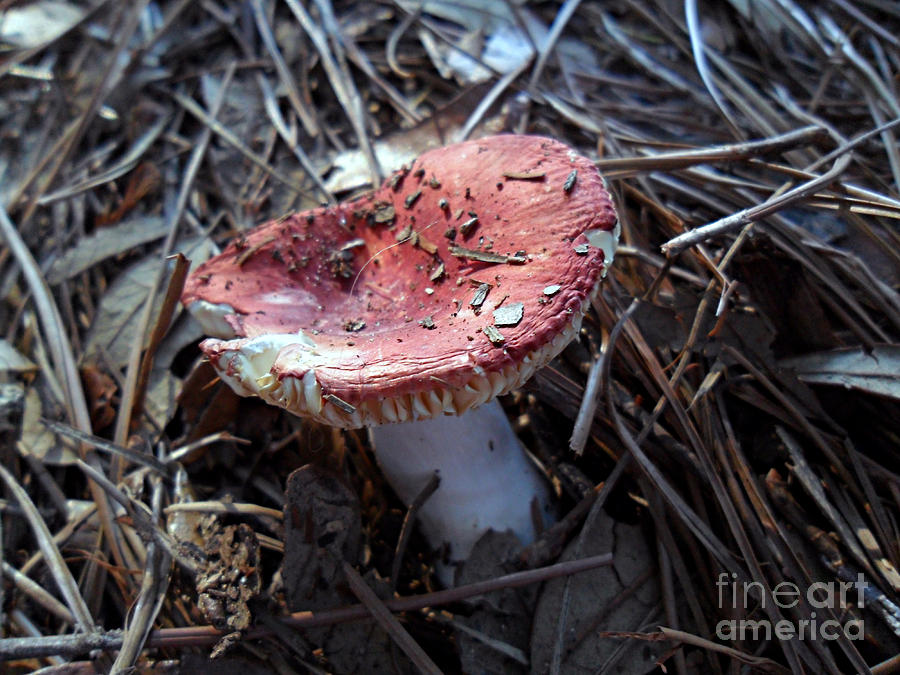 Red Mushroom 2 Photograph by Doris Blessington