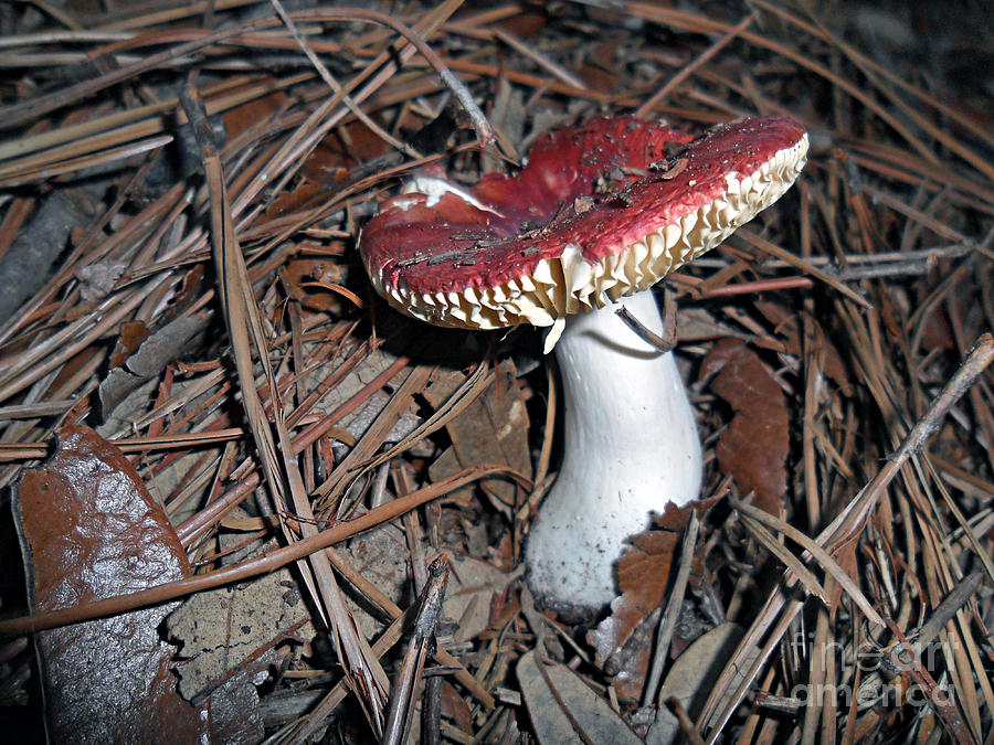 Red Mushroom 3 Photograph by Doris Blessington