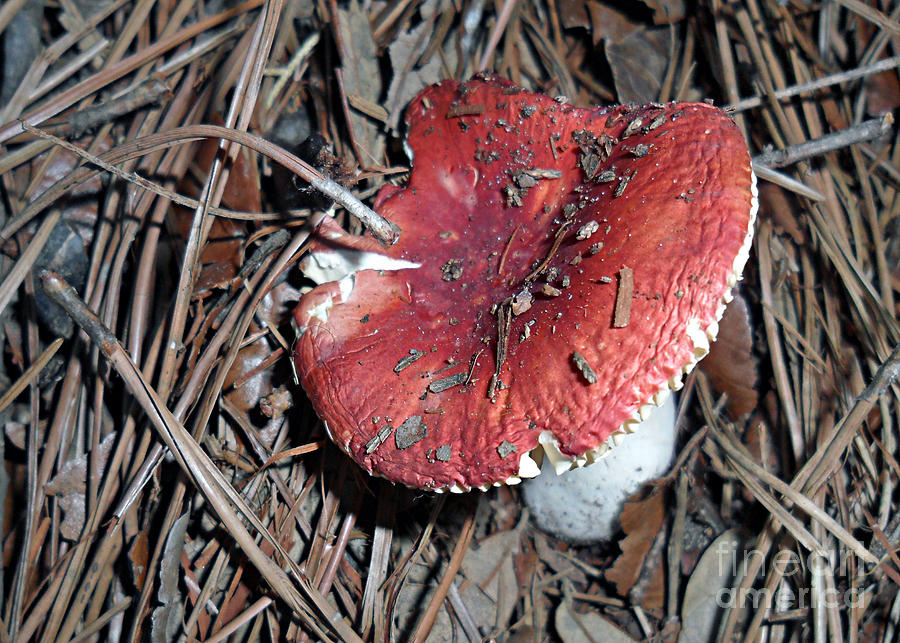 Red Mushroom Photograph by Doris Blessington
