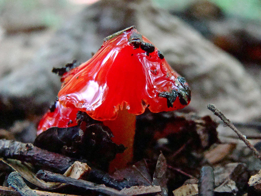 Red Mushroom In The Rain Photograph by Carol Senske