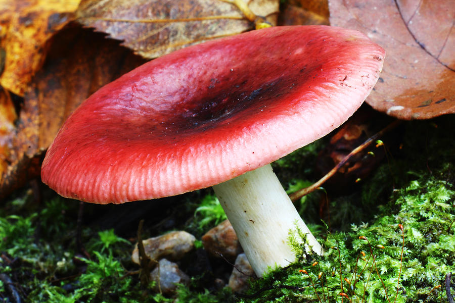 Red Mushroom Russula Emetica Photograph by Andrew Pacheco