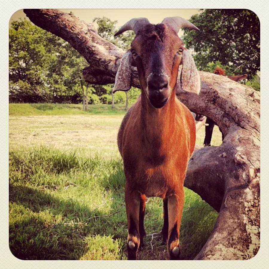 Red My Goat :) Photograph by Dana Coplin