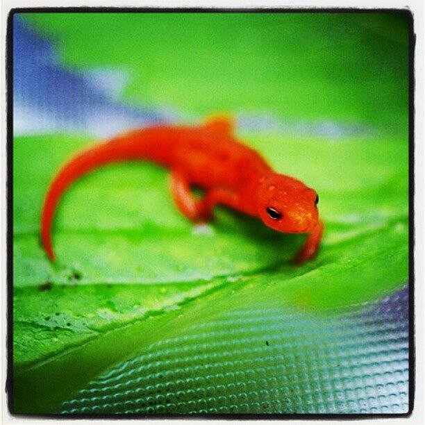 Newt Photograph - #red #newt #salamander by Sikena Khadija
