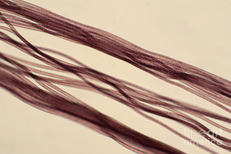 Red Nylon Fibers Photograph by Ted Kinsman