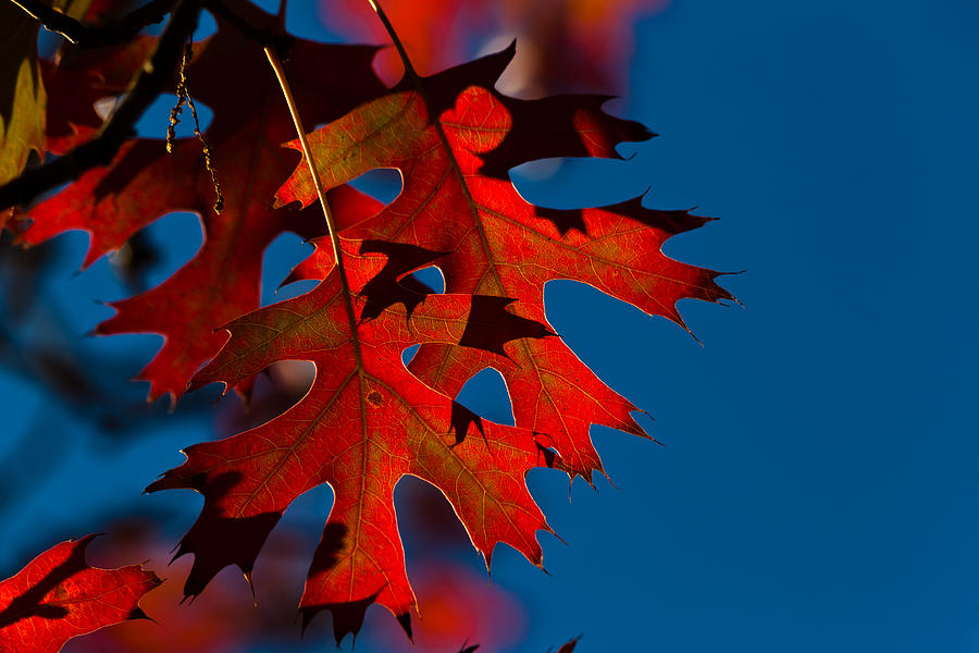 Red Oak Leaves Photograph by Ed Gleichman